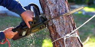 Best Root Management and Removal  in Maple Bluff, WI