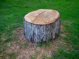 Best Tree and Shrub Care  in Maple Bluff, WI