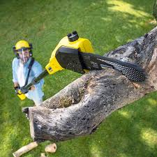 Best Tree Cabling and Bracing  in Maple Bluff, WI