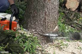Best Fruit Tree Pruning  in Maple Bluff, WI