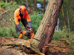 Best Arborist Consultation Services  in Maple Bluff, WI