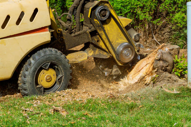 Trusted Maple Bluff, WI Tree Services Experts