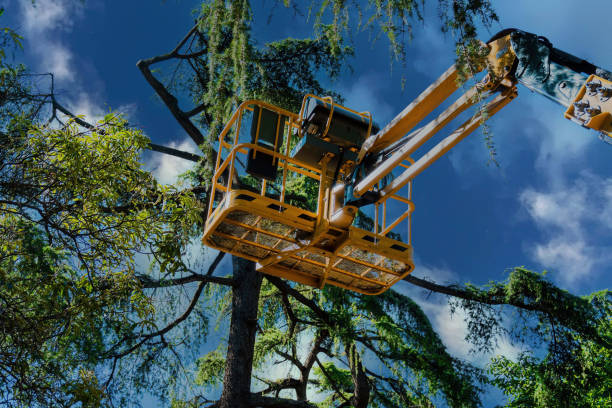 Best Tree Health Inspection  in Maple Bluff, WI
