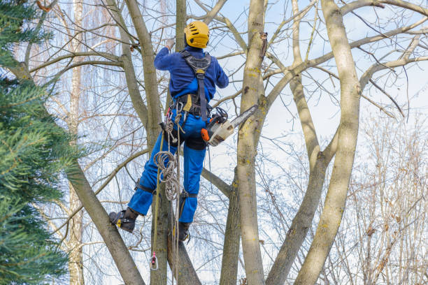 Best Tree Disease Treatment  in Maple Bluff, WI