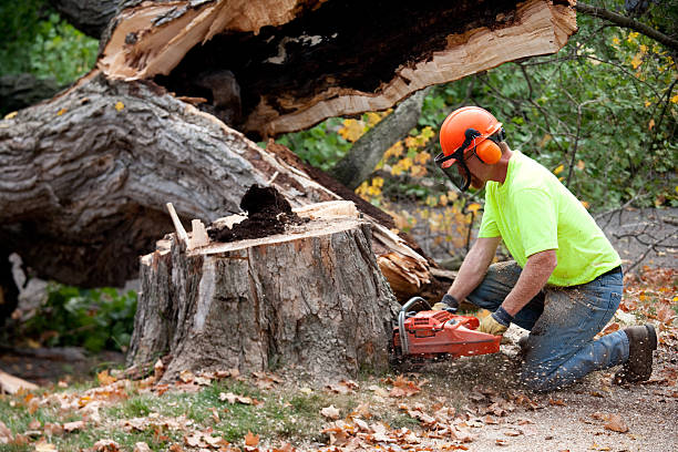 How Our Tree Care Process Works  in  Maple Bluff, WI