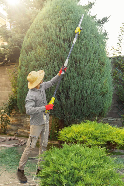 Best Tree Maintenance Programs  in Maple Bluff, WI