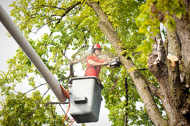Best Tree Mulching  in Maple Bluff, WI