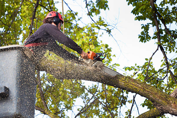  Maple Bluff, WI Tree Services Pros