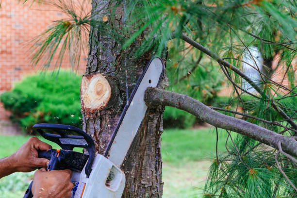 Best Lawn Mowing  in Maple Bluff, WI